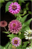 Zinnias