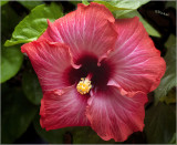 Hibiscus