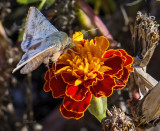 Moth on a Marigold 10-19-21