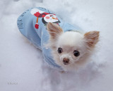 First Snow of the Year (1-15-22)