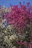 Cherry Blossom Pink and Apple Blossom White 2021