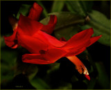 The Scarlet Flower 12-15-17