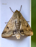 Missouri Moth 10-14-21