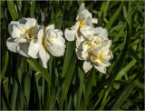 40 Year Old Daffodils 4-22