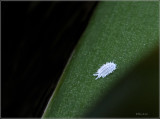 Mealybug