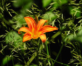 Wild Day Lily
