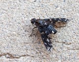Tiger Bee Fly