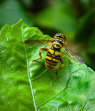 Yellow Jacket Wasp or Yellow Jacket Hover Fly