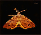 Orangewing - Mellilla xanthometata