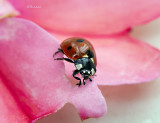 Ladybug on a SunPatient