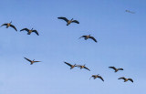 Low Flighting Geese