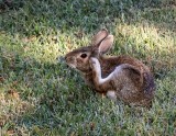 Thumper Rabbit 2022