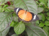 Leopard Lacewing