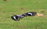 Loggerhead Shrike with a Mole Cricket!