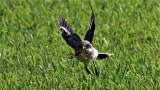 Loggerhead Shrike grabs a Dragonfly!