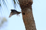 The Starling leaves the Red-bellies nest!