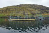 Atlantic Salmon Fish Farm (Aquaculture), Bay of Vestmanna, Streymoy, Faroe Islands
