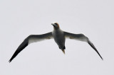 Sea bird following the Sjferir tour boat, Faroe Islands