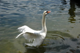 Landing swan, Hallstttersee, Upper Austria