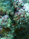 Dive 2 - Bogtong Bato