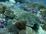 Dive 2 - Bogtong Bato