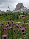 Wildflowers with Nuvolao, Giau Pass