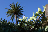 Palm Tree and Cactus, Masca