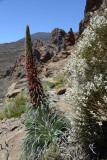 Red Bugloss (Echium wildpretii), Teide National Park