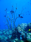 DivePNG Jun19 0047.jpg