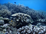 DivePNG Jun19 0883.jpg