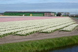 De Bollenstreek Cycle Tour