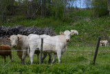 Norwegian cows