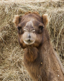 _MG_3749a8x10_toot.jpg