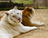 _MG_4448a_8x10aur_rav.jpg
