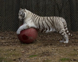 _MG_5634a_8x10gbem.jpg