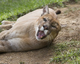 _MG_3119a_8x10dak.jpg