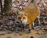 _MG_5757a_8x10ruby.jpg