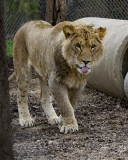 _MG_6296a 8x10rag.jpg