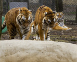 _MG_7045a 8x10docwa.jpg