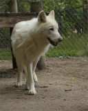 _MG_7237a 8x10ava.jpg