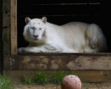 _MG_7257a 8x10aur.jpg