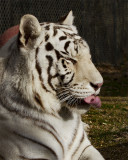_MG_5644a 8x10gbem.jpg