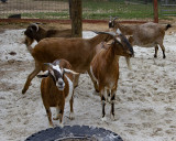 _MG_8451goats8x10.jpg