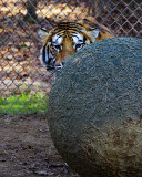 _MG_8995 8x10tork.jpg
