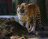 _MG_8974 8x10kat.jpg