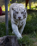 _MG_8110 8x10gbem.jpg