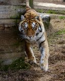 _MG_9301 8x10ame.jpg