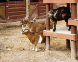 _MG_9693 8x10goats.jpg
