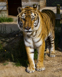 _MG_0110 8x10khan.jpg