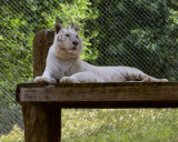 _MG_0159 8x10aur.jpg